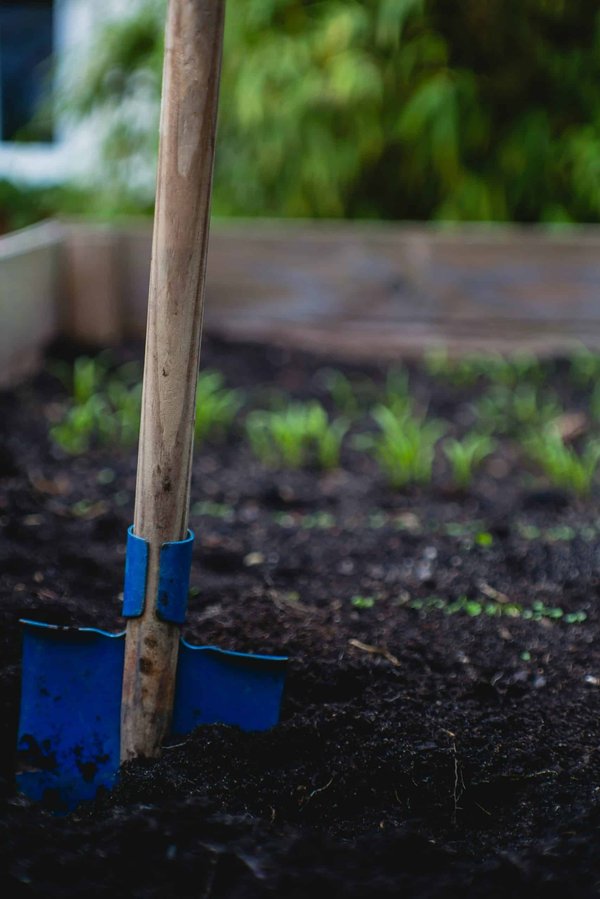 Comment créer un jardin thématique sur les plantes médicinales du Moyen Âge?