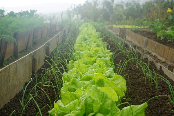 Comment cultiver des légumes en utilisant un système de culture aquaponique?