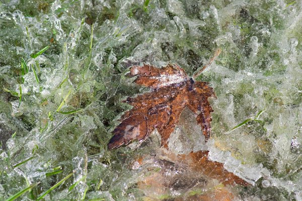 Quelles plantes sélectionner pour un jardin de rocaille en climat sec?